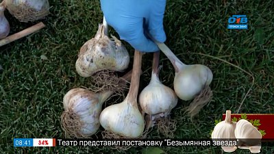 Сроки посадки озимого чеснока в рубрике «Руки садовода» Сроки посадки озимого чеснока в рубрике «Руки садовода»