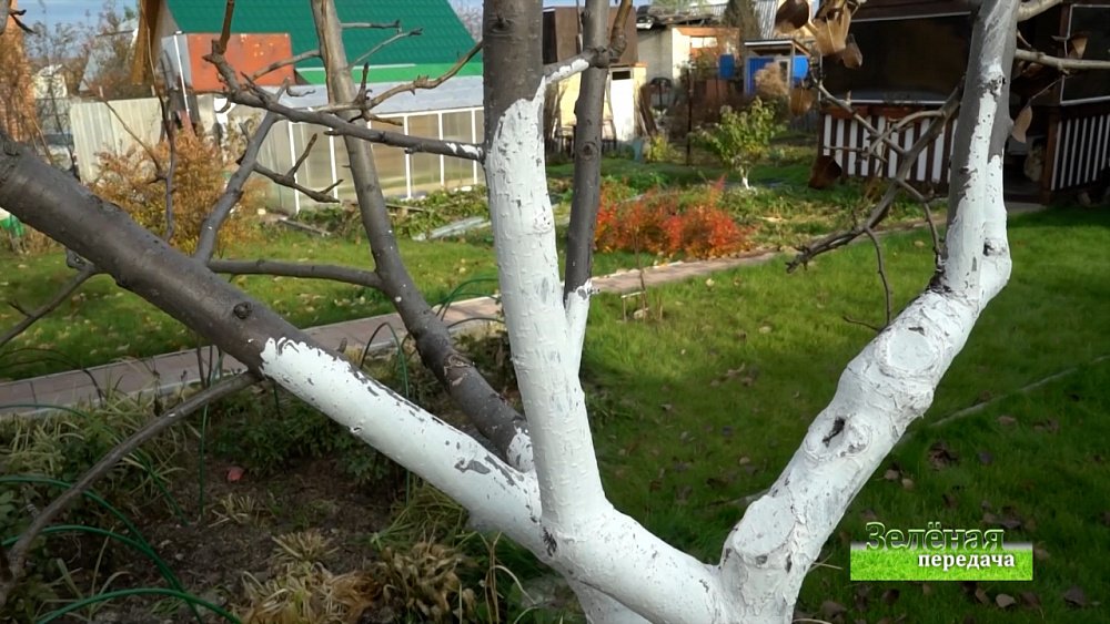 Зеленая передача 30.09.2021