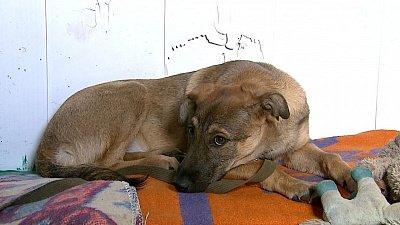 Как взять собаку из приюта: какие этапы проходят потенциальные хозяева питомцев