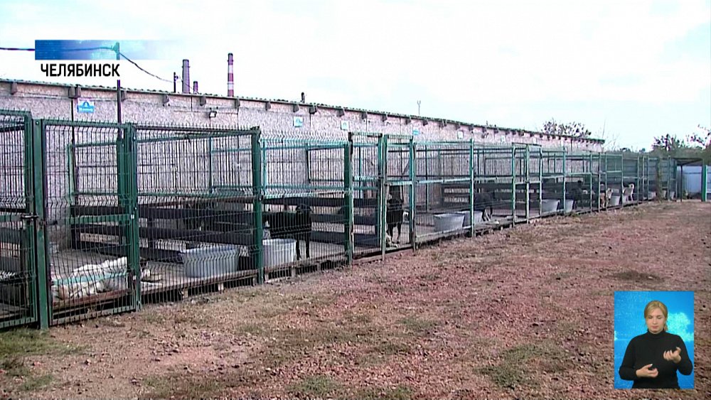 Как взять животное из приюта?