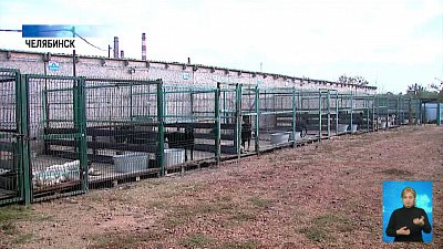 Как взять животное из приюта?