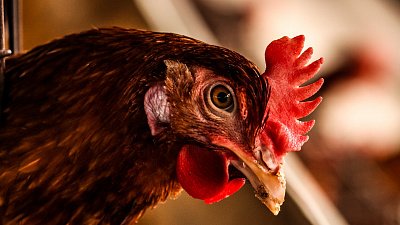 Снижение объемов производства не приведет к росту цен на курицу в Челябинской области