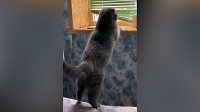 Мех и смех: требование вкусняшек, кошачьи танцы и внезапный кусь