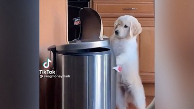 Мех и смех: кража игрушки, королева драмы и щенячий будильник