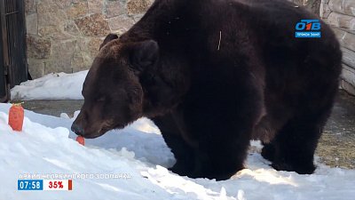 Воспоминания о медведях в сюжете «Памяти Стёпы и Маши»