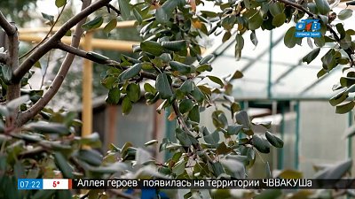 Подготовка плодовых деревьев к сезону в рубрике «Руки садовода»