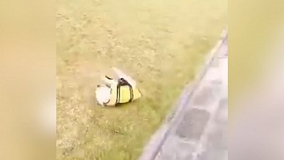 Мех и смех: пес-змей, бульдог-колбаска и похититель куриц