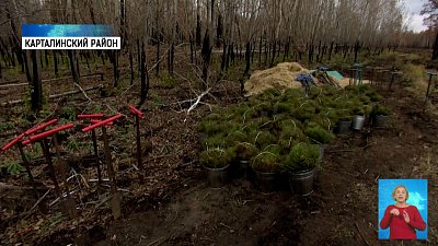 На месте природного пожара высадили деревья