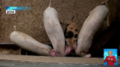 Более 100 свиней погибли от АЧС