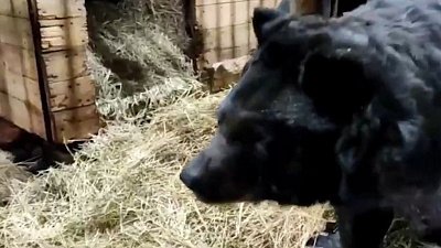 В Челябинском зоопарке сообщили о выздоровлении гималайского медведя Харитона