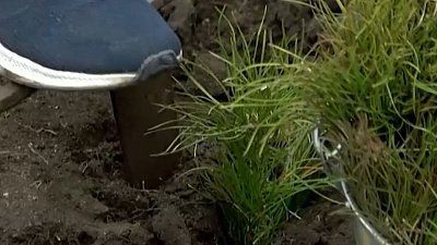 В Карталинском районе начали высадку на месте природных пожаров