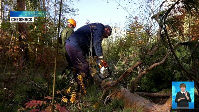 Санитарную вырубку деревьев провели в Снежинске