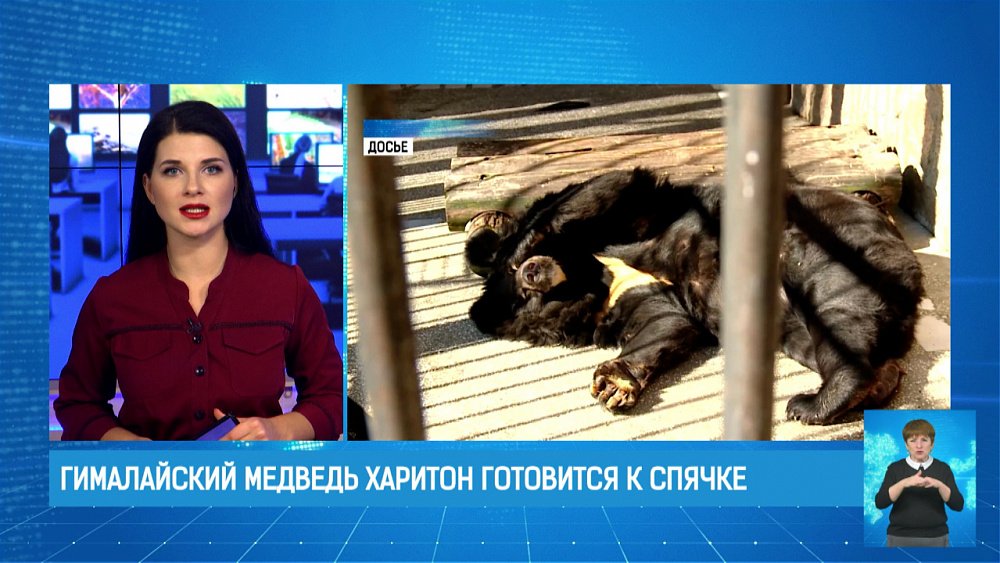 Гималайский медведь Харитон готовится к спячке