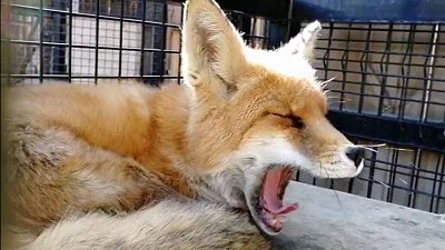 Видео зевающей лисицы из Челябинского зоопарка