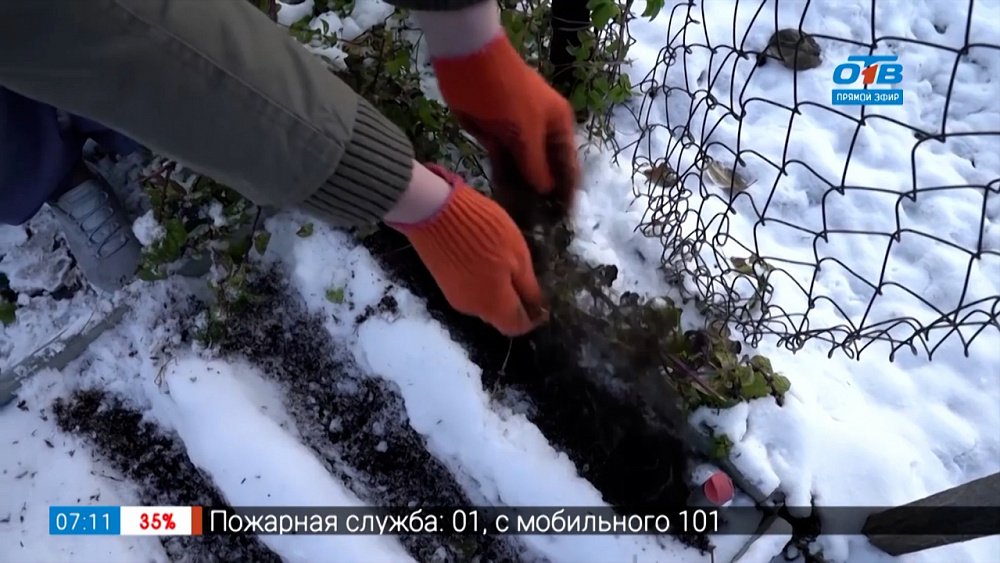 Можно сеять даже в снег в рубрике «Руки садовода»