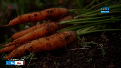 Фразеологизм «до морковкина заговенья» в рубрике «Добавь обороты»