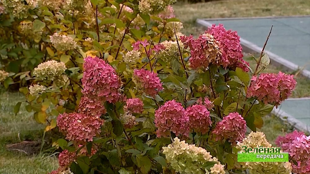 Зеленая передача 07.10.2021