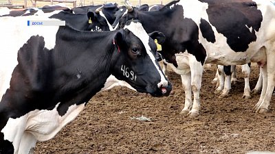 В регионе обнаружены очаги лейкоза у животных