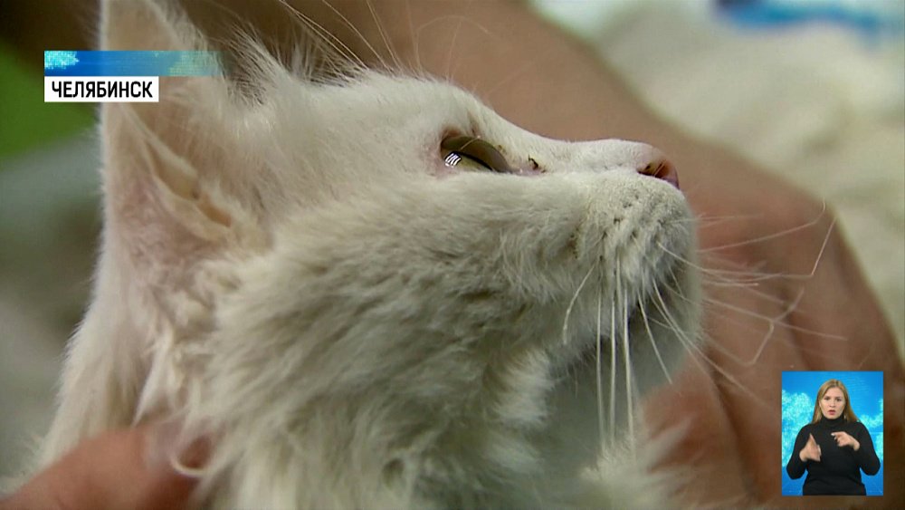 Неизвестные подожгли кота