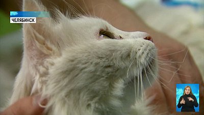 Неизвестные подожгли кота