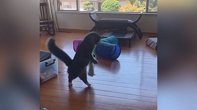 Мех и смех: читающий кот, ленивая жажда и бешеные игры