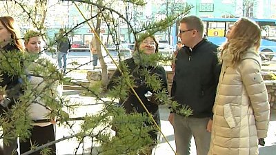 Алексей Текслер прокомментировал высадку новых даурских лиственниц