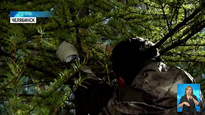 В Челябинске высадили даурские лиственницы