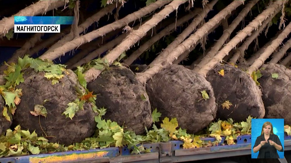 В парке Южный появятся клены и тополя