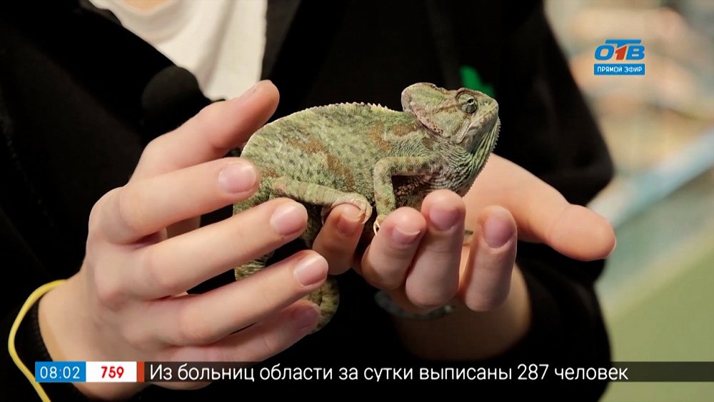 Всё живое из яйца в сюжете «Кто откладывает яйца»