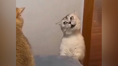 Мех и смех: задушевная песня, метание предметов и художественное кусание