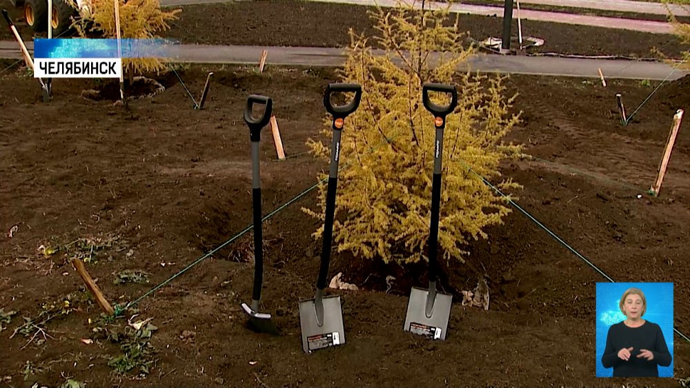 Спортсмены высадили даурские лиственницы