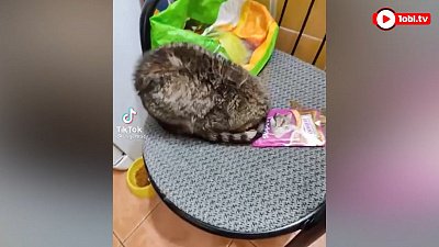 Мех и смех: светская беседа, мастер маскировки и чихание в прыжке