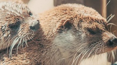 Любовь и нежность в Челябинском зоопарке: видеоролик с выдрами Ваней и Маней