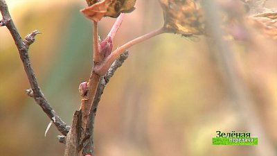 Зеленая передача 14.10.2021