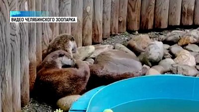 Влюбленные выдры обнимают друг друга