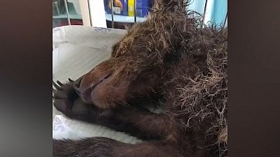 Карен Даллакян снял на видео очередного спасенного медвежонка 