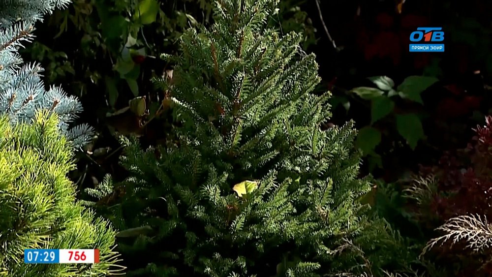 Влагозарядковые поливы в рубрике «Руки садовода»