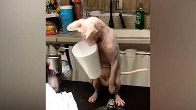 Мех и смех: кот с пустым ведром, попугай-наездник и пёс-попрошайка