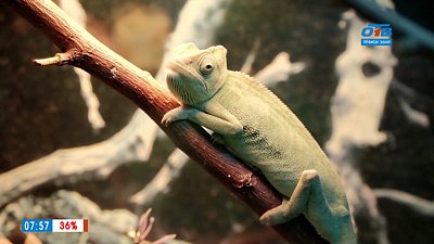 Жизнь самки хамелеона в рубрике «Живой репортаж»