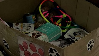 Школьники Миасса собрали гуманитарную помощь горевшему приюту для животных