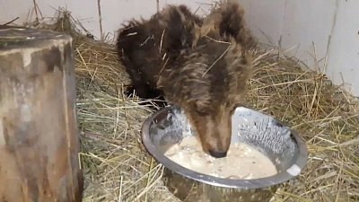 Спасенный под Катав-Ивановском медвежонок остается в тяжелом состоянии