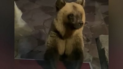 Операцию по спасению двух медвежат объявили в Челябинской области