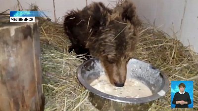 На Южном Урале нашли истощенного медвежонка