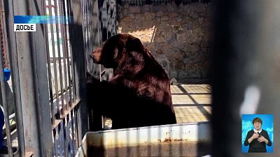 Медвежат-сирот приютит зоопарк