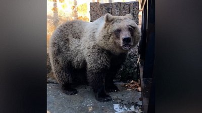 Первый спасенный на Банном медвежонок уже поселился в Челябинском зоопарке