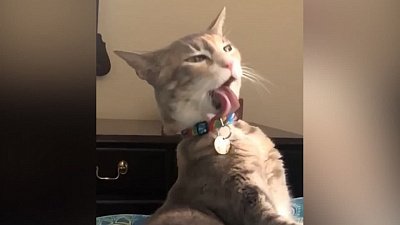 Мех и смех: борьба за свободу, чих негодования и мастер-класс на выходные от енота