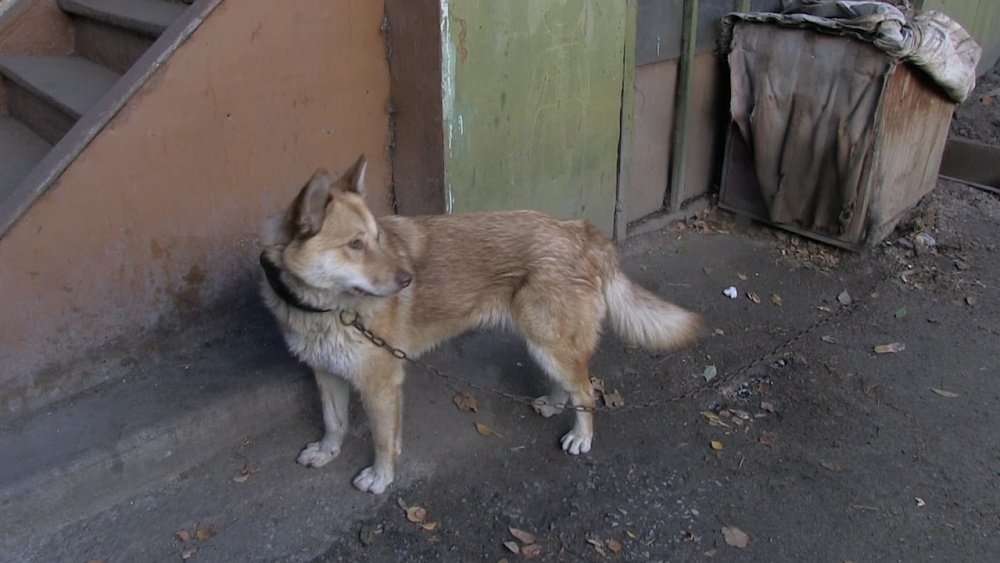 Миасский Хатико ищет хозяина