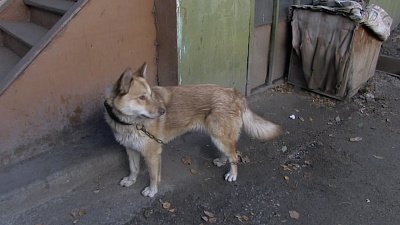 Миасский Хатико ищет хозяина