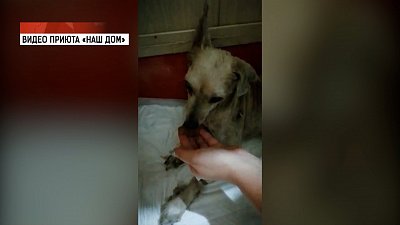Волонтёры спасают раненого пуделя