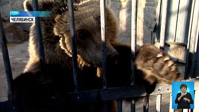 Зоопарк приютил медвежонка-сироту